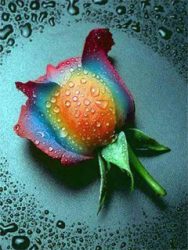 Rainbow-Rose-65663